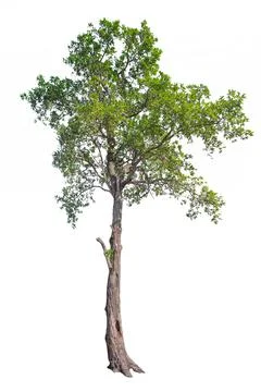 Tree isolated on white background Stock Photos