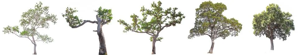 Tree isolated on white background Stock Photos