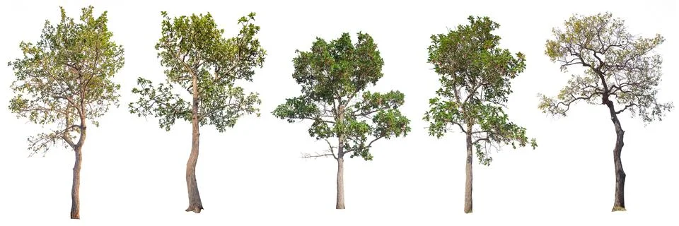 Tree isolated on white background Stock Photos