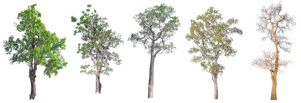 Tree isolated on white background Stock Photos