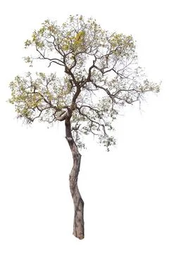 Tree isolated on white background Stock Photos