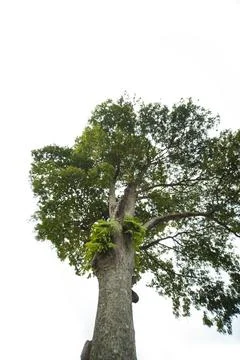 Tree isolated in white background Stock Photos
