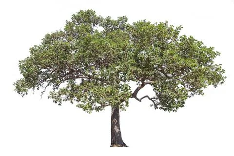 Tree isolated on white background Stock Photos