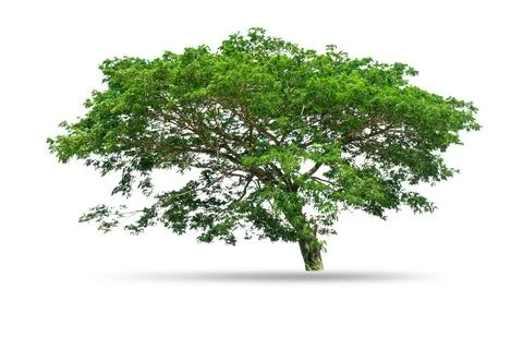 Tree isolated on white background Stock Photos