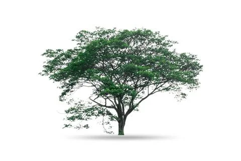 Tree isolated on white background Stock Photos