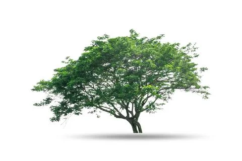 Tree isolated on white background Stock Photos