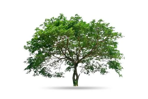 Tree isolated on white background Stock Photos