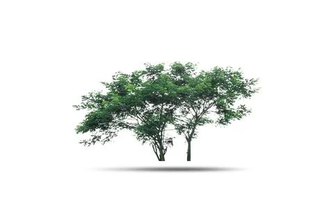 Tree isolated on white background Stock Photos