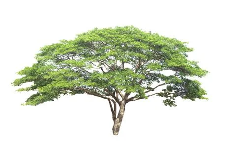 Tree Isolated on white background. Stock Photos