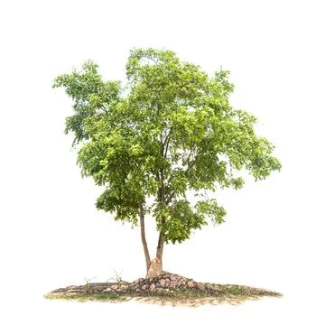 Tree isolated on a white background Stock Photos