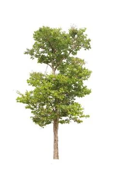 Tree isolated on white background Stock Photos