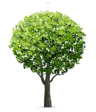 Tree isolated on white background with soft shadow. Use for landscape design Stock Illustration