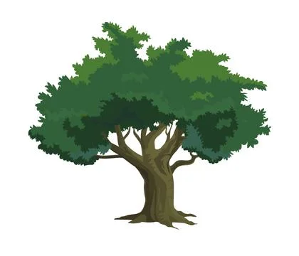 Tree isolated on white background - Vector Stock Illustration