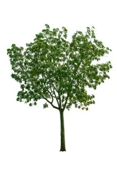 Tree isolated from the white background Web design. Stock Photos