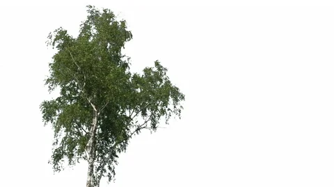 Tree Isolated White Background Wind Birch, Concept Green Screen 스톡 동영상 205571611