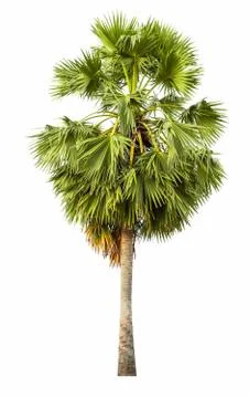 The tree on a isolated white background,clipping paths Stock Photos
