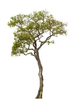 The tree on a isolated white background,clipping paths Stock Photos