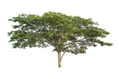 The tree on a isolated white background,clipping paths Stock Photos