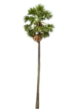 The tree on a isolated white background,clipping paths Stock Photos