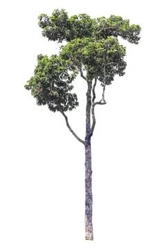 The tree on a isolated white background,clipping paths Stock Photos