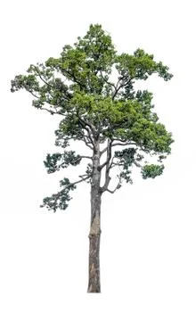 The tree on a isolated white background,clipping paths Foto stock