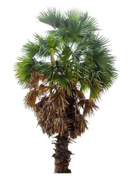 The tree on a isolated white background,clipping paths Stock Photos
