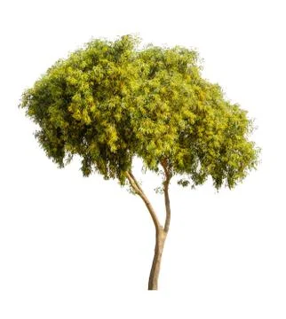 The tree on a isolated white background,clipping paths Stock Photos