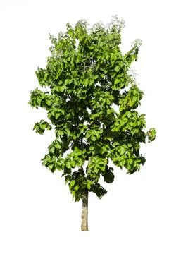 The tree on a isolated white background,clipping paths Stock Photos