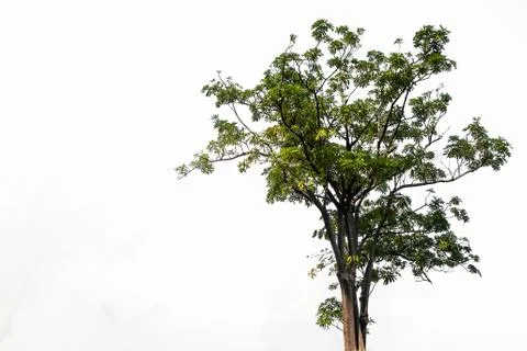 Tree isolated on white, Backgrounds Stock Photos