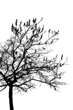 A tree is isolated on white Stock Illustration
