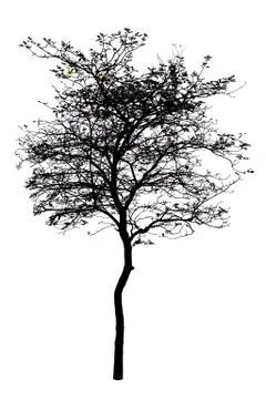 A tree is isolated on white Stock Illustration
