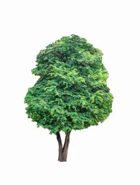 Tree isolated on white Stock Photos