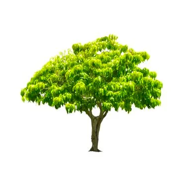 Tree isolated on white Stock Photos