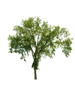 Tree isolated on white Stock Photos