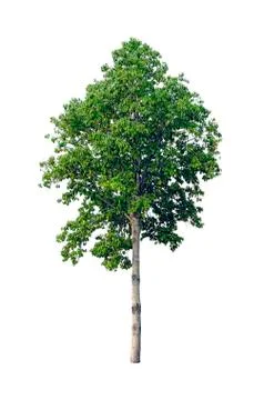 Tree isolated on white Stock Photos