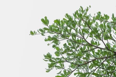 Tree isolated on white Stock Photos