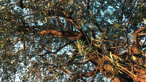 TREE IT LEAVES Stock Footage 150444118