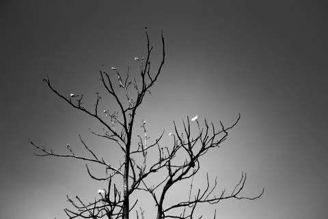 A tree with its bare branches Stock Photos