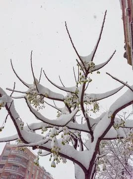 Tree with its branches full of snow Stock Photos