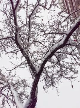 Tree with its branches full of snow Stock Photos