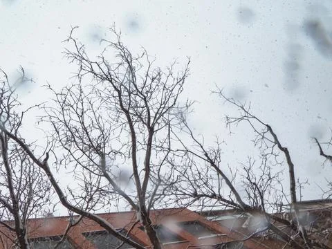 Tree with its branches full of snow Foto stock
