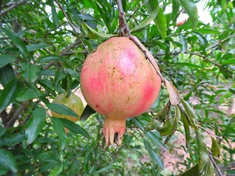 Tree with its fruit called Roma still green Stock Photos