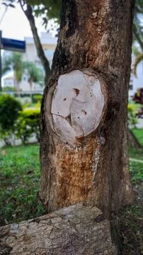 A tree with its large trunk and branch cut off on the ground Stock Photos