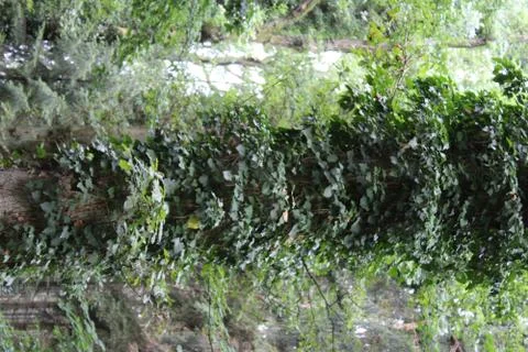 Tree with ivy. Stock Photos