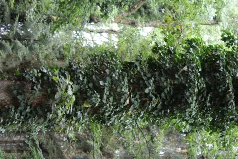 Tree with ivy. Stock Photos