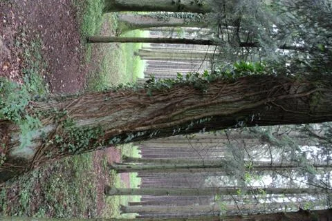 Tree with ivy Stock Photos