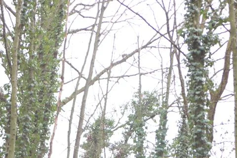 Tree with ivy Фото