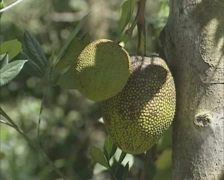 Tree with jackfruit (Artocarpus heterophyllus) Stock Footage 20455979