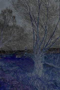 TREE  in january Stock Photos