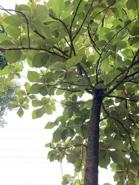 Tree of jati Stock Photos